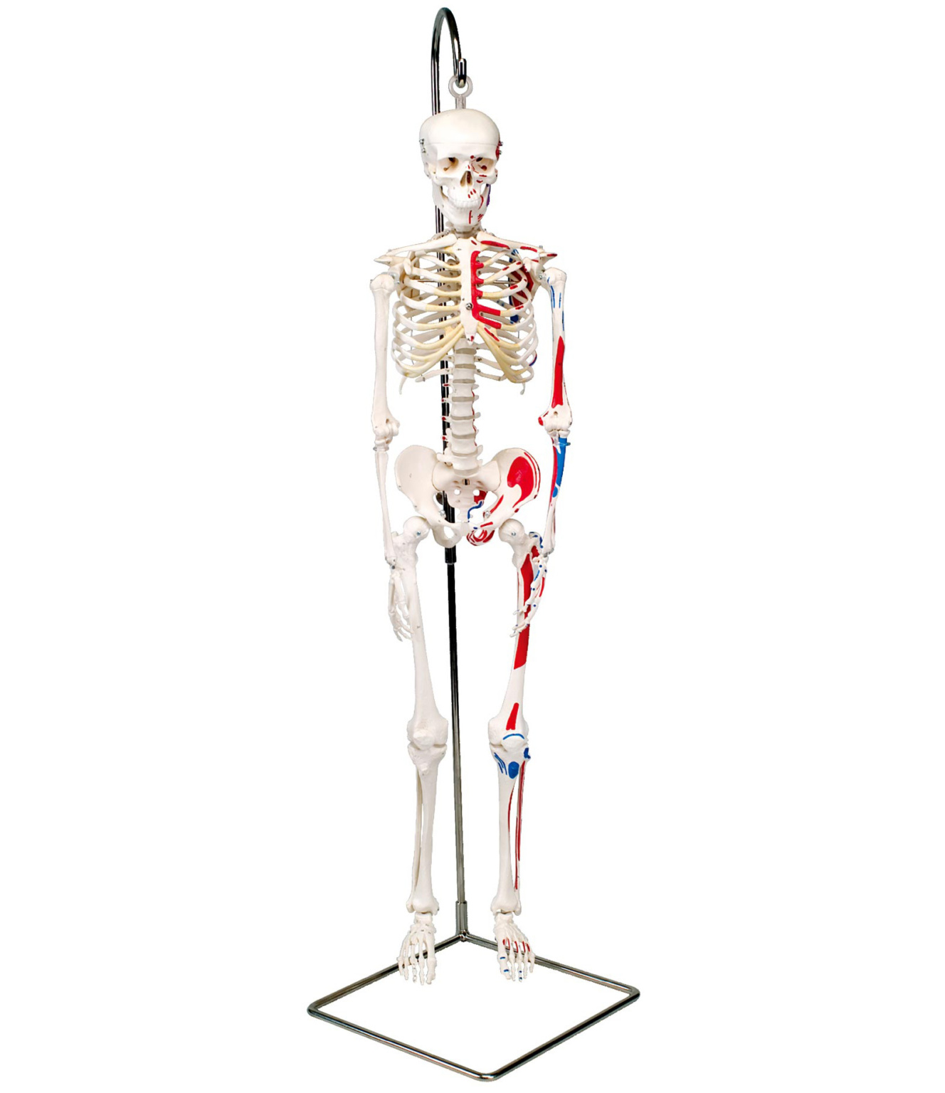 等身大 人体模型 170cm 神経根有り 全身骨格模型 骨格標本 1743の+
