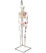 全身骨格模型：等身大・小型・分離｜人体模型｜3B Scientific
