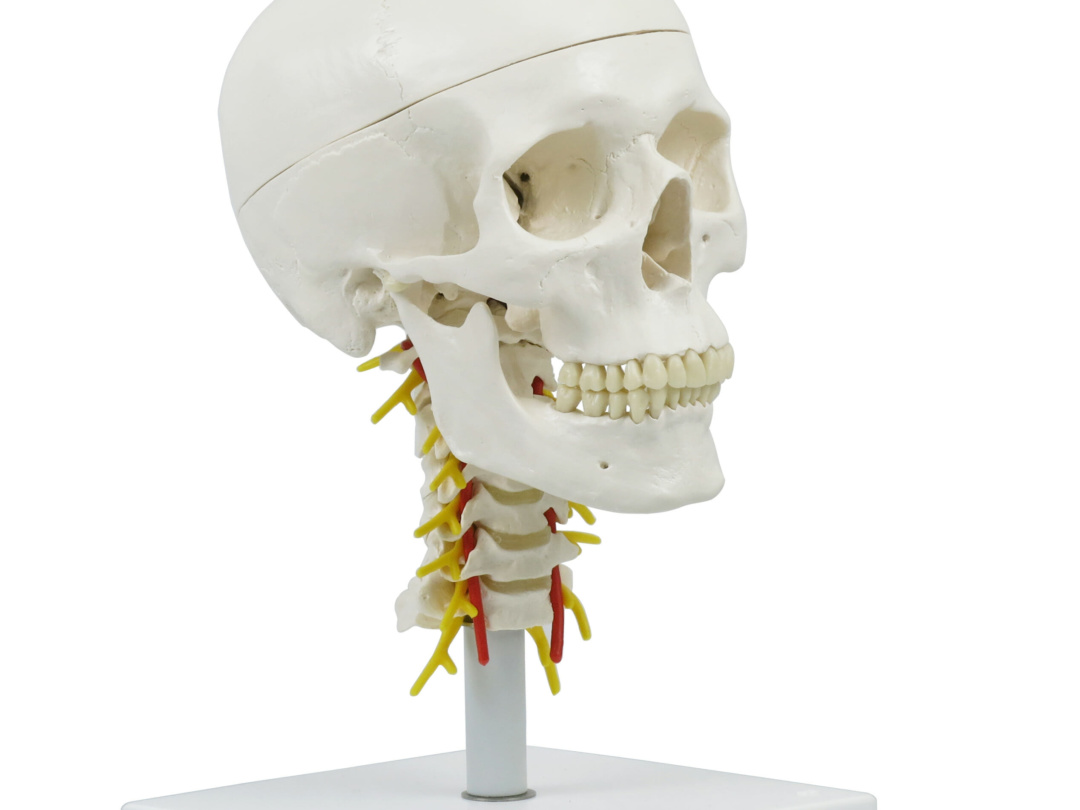 頭蓋，頚椎付，4分解モデル