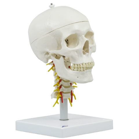 頭蓋，頚椎付，4分解モデル
