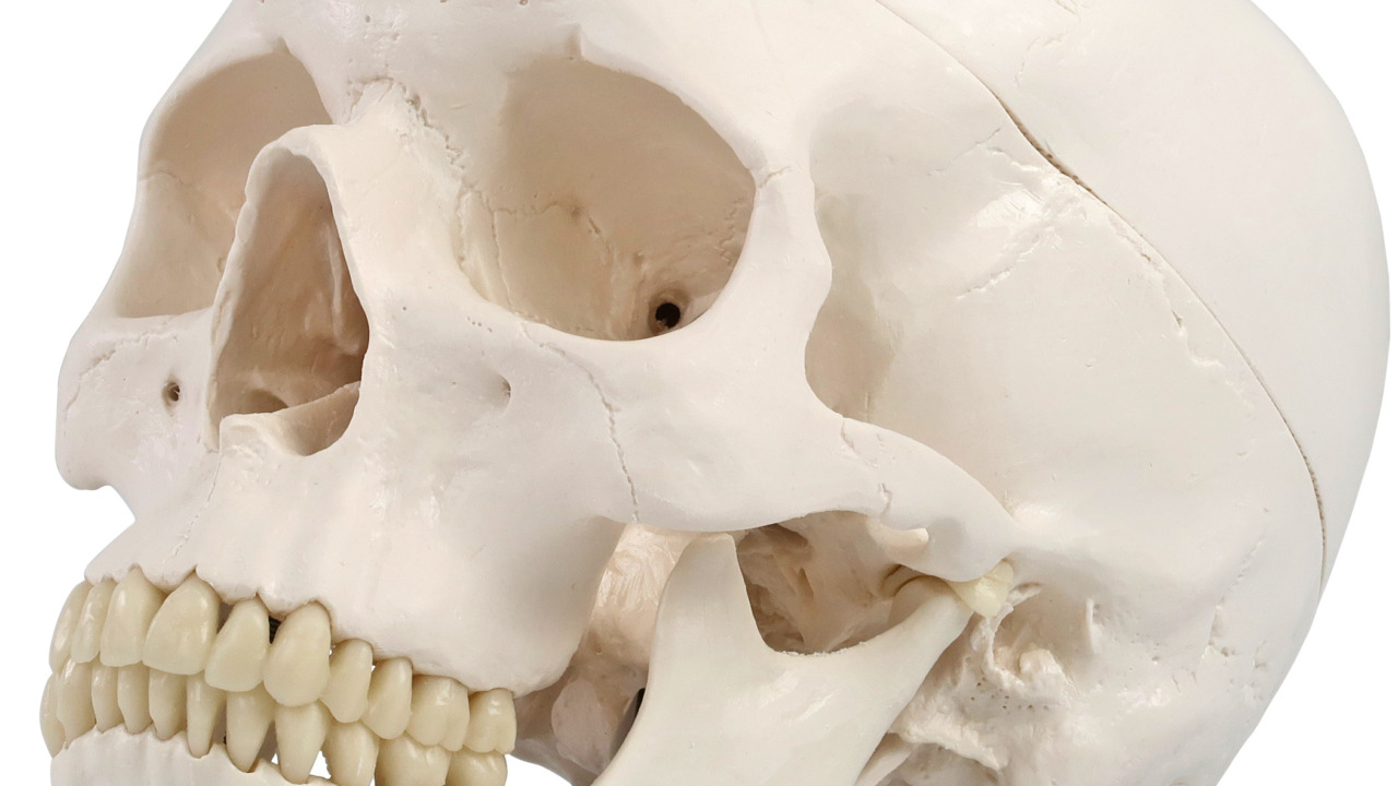 超特価SALE開催 教材 骨格 頭蓋骨 配色 可動式 標本 耳鼻科 頭蓋 頭がい