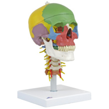 頭蓋，頚椎付，骨別カラー4分解モデル