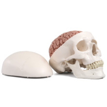 頭蓋骨模型：歯科・医学部で採用多数｜人体模型｜3B Scientific