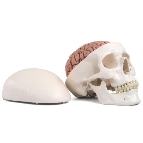 頭蓋，脳付，8分解モデル
