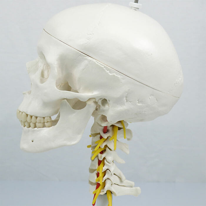 頭蓋，頚椎付，4分解モデル | 日本スリービー・サイエンティフィック