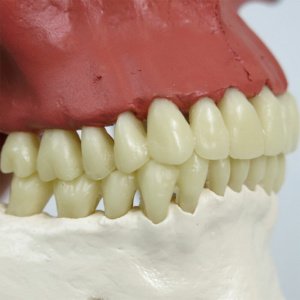 精巧に再現された歯