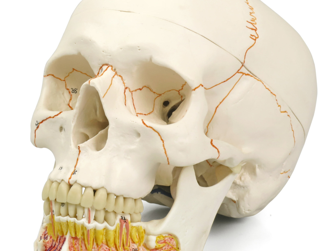 頭蓋，下顎開放型，3分解モデル