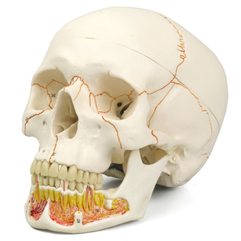 頭蓋，下顎開放型，3分解モデル