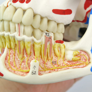 左側の下顎：神経の分布を表示