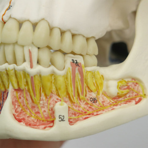 左側の下顎：神経の分布を表示