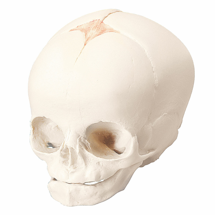 胎児の頭蓋モデル | 日本スリービー・サイエンティフィック