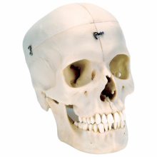 頭蓋，高精度型6分解コンプリートモデル BONElike™
