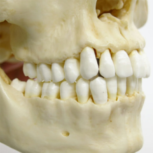 精巧に再現された歯