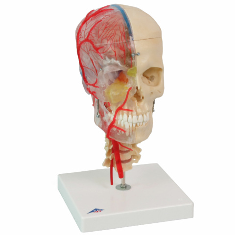 頭蓋，脳・頚椎付，半側透明7分解モデル BONElike™