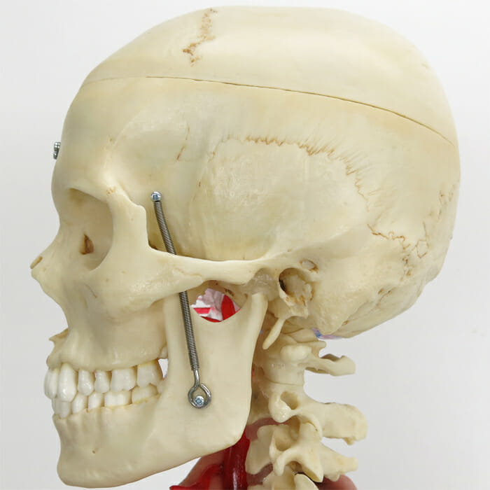 頭蓋，脳・頚椎付，半側透明7分解モデル ™   日本スリービー
