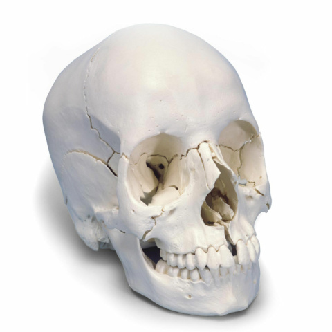 頭蓋骨22分解キット，ナチュラルカラー仕様