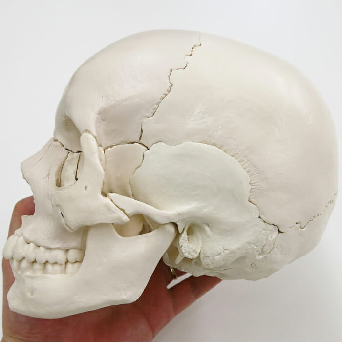 頭蓋骨22分解キット，ナチュラルカラー仕様