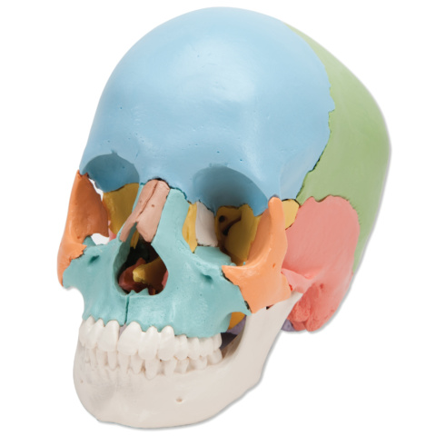 頭蓋骨模型(22分割カラー・マグネット式) Erler Zimmer エルラージマー