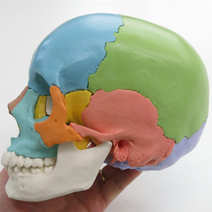 頭蓋骨22分解キット，マルチカラー仕様 | 日本スリービー・サイエン 