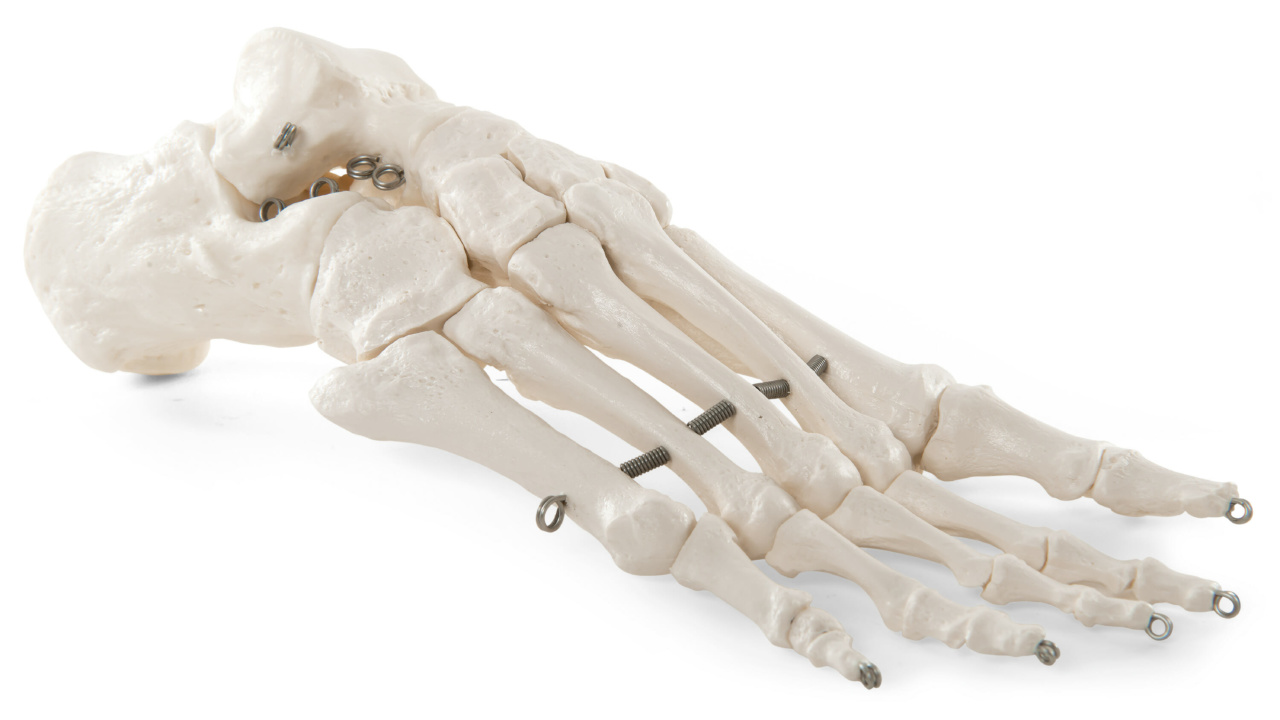 足の骨モデル，ワイヤーつなぎ - 3B Smart Anatomy