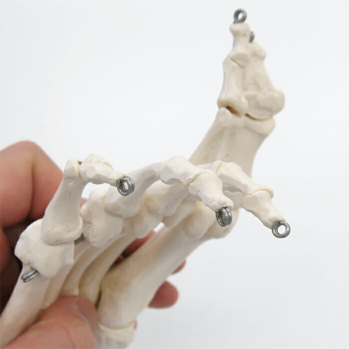 　3B社  人体模型 　足骨格模型　A31 足の骨モデル脛骨・腓骨付き　ワイヤーつなぎ 鍼灸  模型 - 3