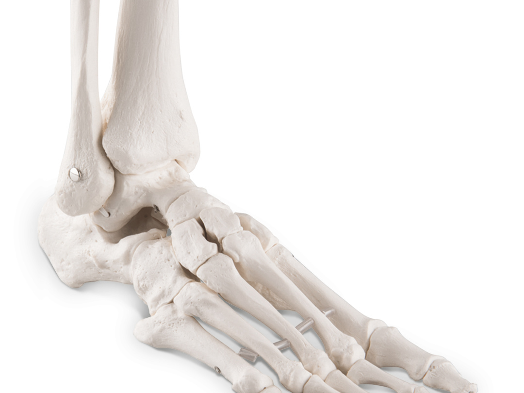 足の骨モデル，脛骨・腓骨付，エラスティックコードつなぎ - 日本