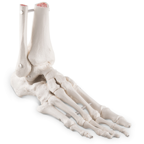 足の骨モデル，脛骨・腓骨付，エラスティックコードつなぎ