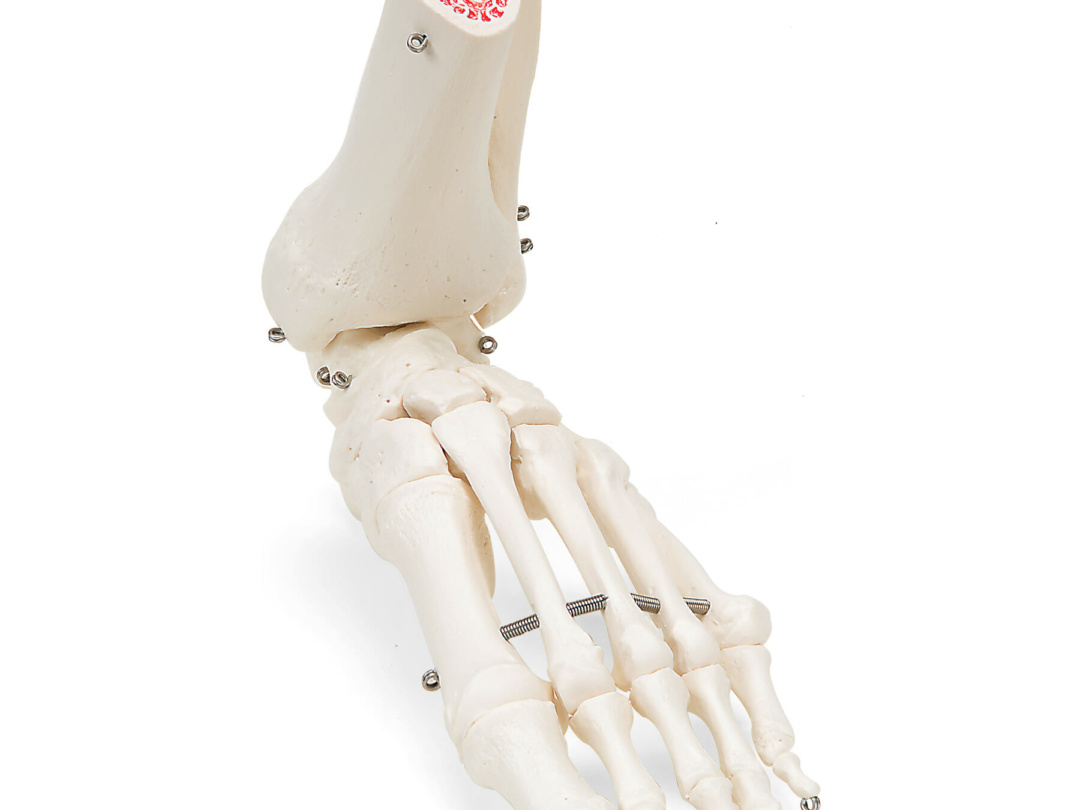 足の骨モデル，脛骨・腓骨付，ワイヤーつなぎ - 日本スリービー