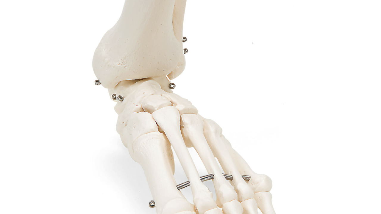 足の骨モデル，脛骨・腓骨付，ワイヤーつなぎ | 日本スリービー