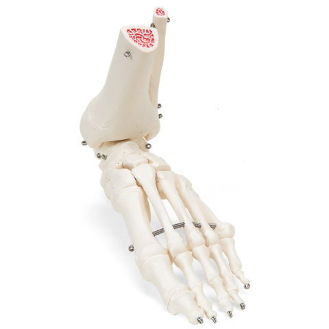 足の骨モデル，脛骨・腓骨付，ワイヤーつなぎ