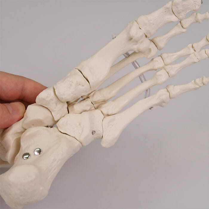 足の骨モデル，脛骨・腓骨付，エラスティックコードつなぎ