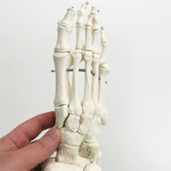 　3B社  人体模型 　足骨格模型　A31 足の骨モデル脛骨・腓骨付き　ワイヤーつなぎ 鍼灸  模型 - 4