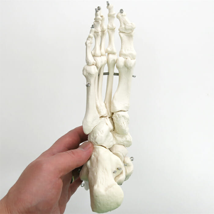 　3B社  人体模型 　足骨格模型　A31 足の骨モデル脛骨・腓骨付き　ワイヤーつなぎ 鍼灸  模型 - 1