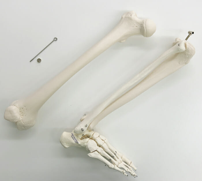 自由下肢骨モデル - 日本スリービー・サイエンティフィック