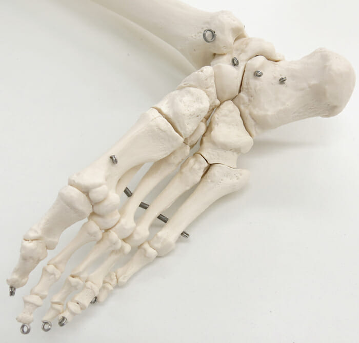 下肢骨モデル，寛骨付 - 日本スリービー・サイエンティフィック