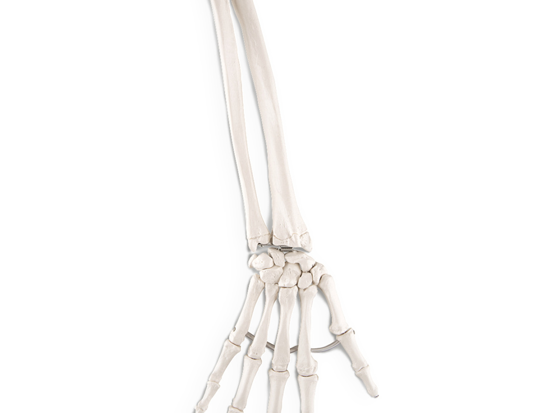 上肢骨モデル（左）　3B社製 手の骨モデル，前腕骨付，エラスティックコードつなぎ | 日本