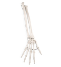 手の骨モデル，前腕骨付，エラスティックコードつなぎ
