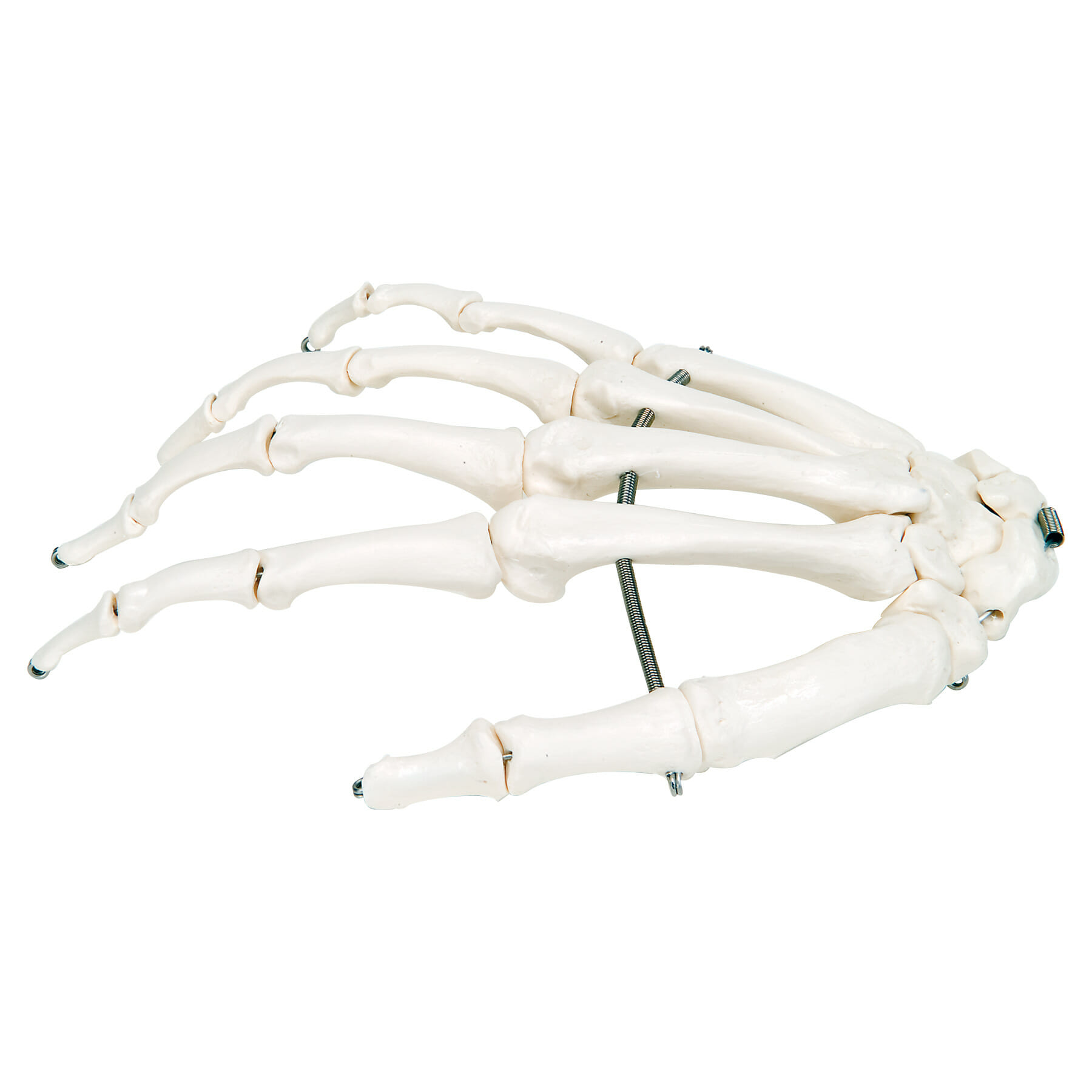 骨格模型　3B Scientific 手　橈骨　尺骨 Amazon.co.jp: 前腕（橈骨・尺骨）付きの手の骨格模型 - 手の骨モデル