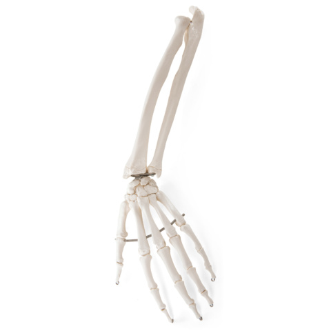 手の骨モデル，前腕骨付，ワイヤーつなぎ