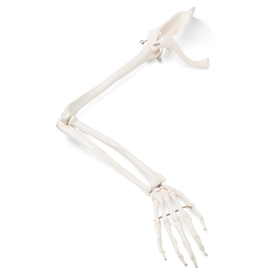 上肢骨モデル，上肢帯付 | 日本スリービー・サイエンティフィック