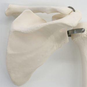 肩甲骨と鎖骨（背側面）