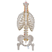 脊柱可動型モデル，胸郭，大腿骨付