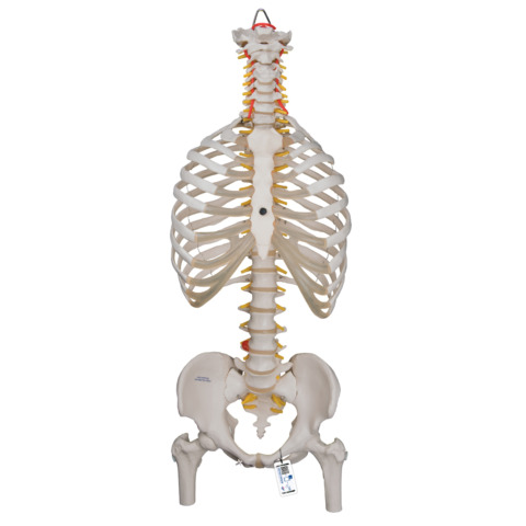 脊柱可動型モデル，胸郭，大腿骨付