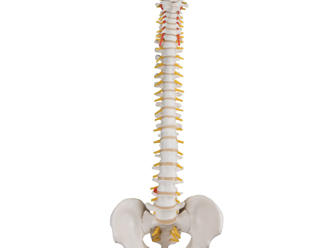 【美品】ドイツ製 脊柱模型 3B社 骨格模型スタンド付 脊柱 椎骨 動脈 神経付 Amazon.co.jp: 脊柱模型 - 脊柱可動型モデル，大腿骨付 - 3B