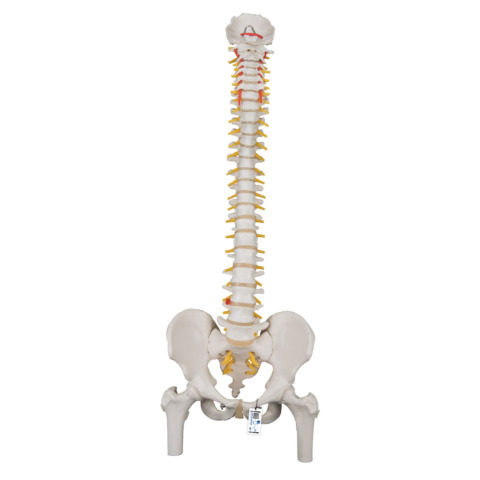 脊柱可動型モデル，大腿骨付