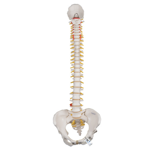 脊柱可動型モデル，女性骨盤仕様