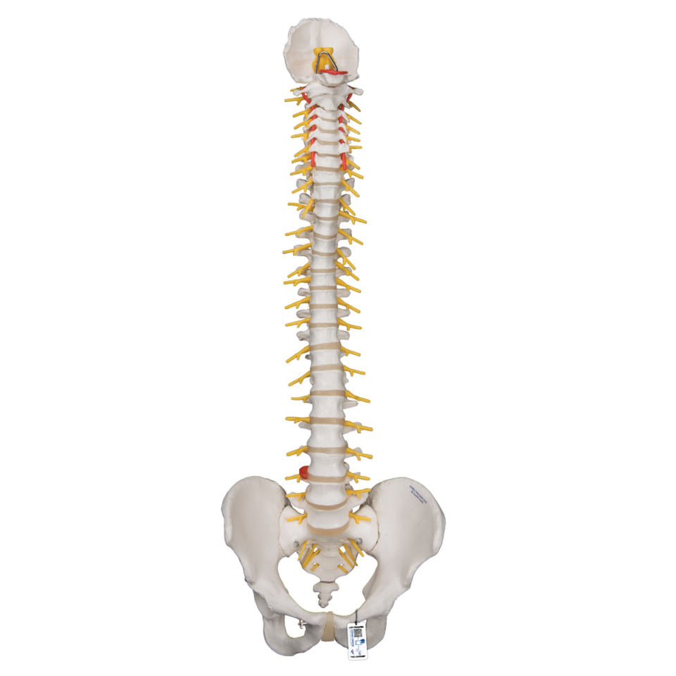 脊柱模型・脊椎骨模型（背骨）｜人体模型｜3B Scientific