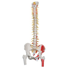 脊柱可動型モデル，延髄，馬尾，大腿骨，筋・起始/停止表示付