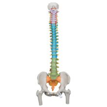 脊柱可動型カラーモデル，大腿骨付