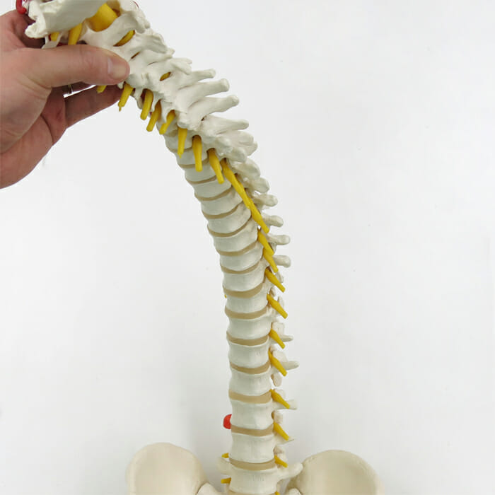 脊柱可動型モデル，大腿骨付 - 日本スリービー・サイエンティフィック